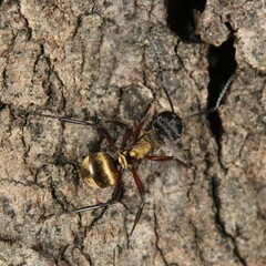 Polyrhachis rufifemur