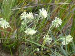 Pimelea octophylla