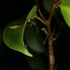 Polyrhachis rufifemur