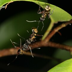 Polyrhachis rufifemur