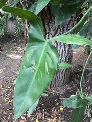 Araceae