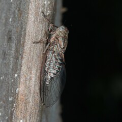 Atrapsalta corticina