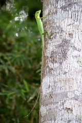 Bronchocela cristatella