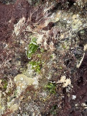 Phyllospadix torreyi