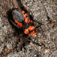 Tegea atropicta