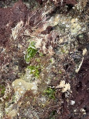 Phyllospadix torreyi