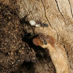 Iridomyrmex rufoniger