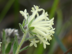 Pimelea octophylla