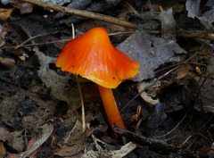 Hygrocybe mucronella