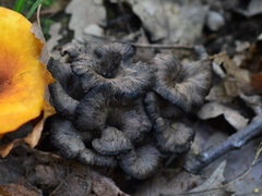 Craterellus cinereus