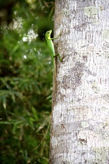 Bronchocela cristatella