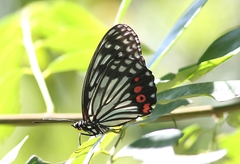 Hestina assimilis