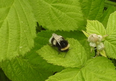 Bombus lucorum