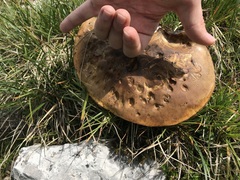 Neoboletus erythropus