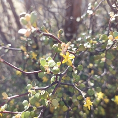 Corokia cotoneaster