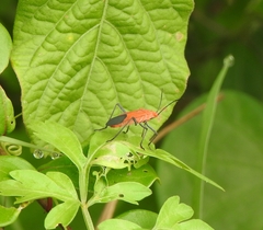 Leptocoris augur