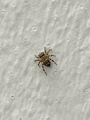 Thorelliola ensifera