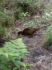 Gallirallus australis australis