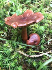 Lactarius hepaticus