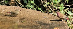 Lagonosticta senegala