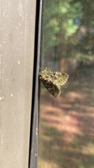 Phosphila miselioides