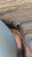 Phosphila miselioides