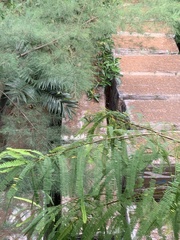 Papilio demoleus malayanus