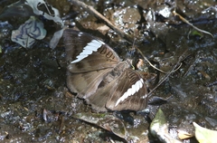 Euthalia phemius