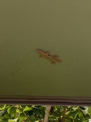 Hemidactylus mabouia