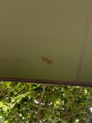 Hemidactylus mabouia