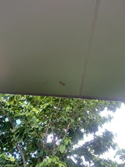 Hemidactylus mabouia