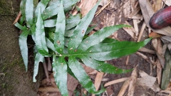 Leptochilus ellipticus