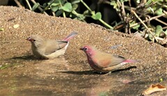 Lagonosticta senegala