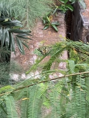 Papilio demoleus malayanus