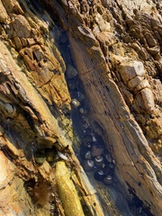 Trochoidea