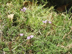 Glandularia tenera