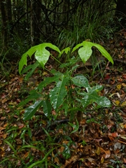Brachychiton