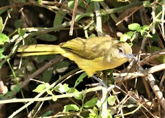 Chlorocichla flaviventris