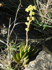 Crassula atropurpurea