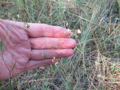 Bupleurum scorzonerifolium