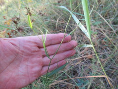 Bupleurum scorzonerifolium