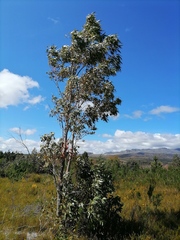 Eucalyptus grandis