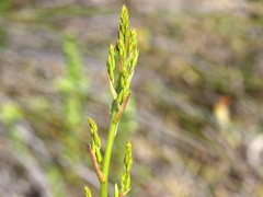 Eulophia tristis