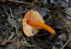 Hygrocybe mucronella