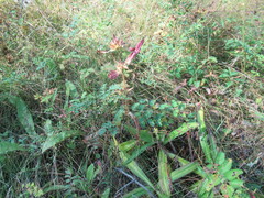 Gentiana macrophylla