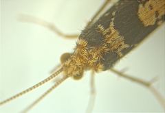 Polyplectropus