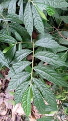 Elatostema lineolatum
