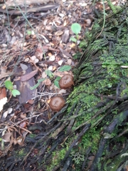 Auriscalpium umbella