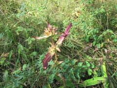 Gentiana macrophylla