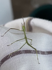 Phasmatinae